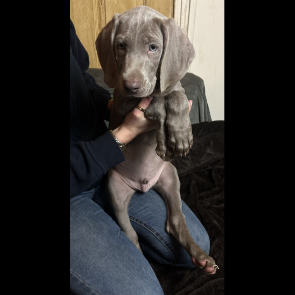 Weimaraner