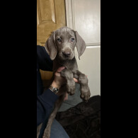 Weimaraner