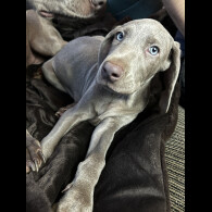 Weimaraner