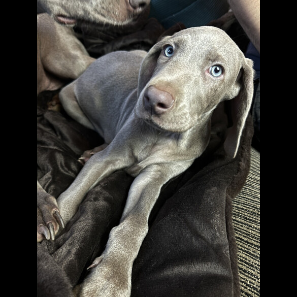 Weimaraner