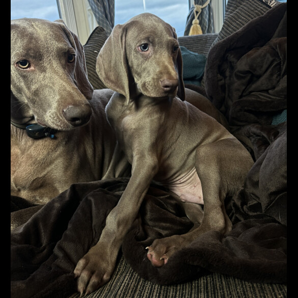 Weimaraner