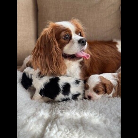 Cavalier King Charles Spaniel