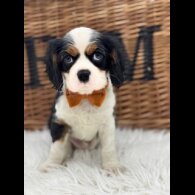 Cavalier King Charles Spaniel