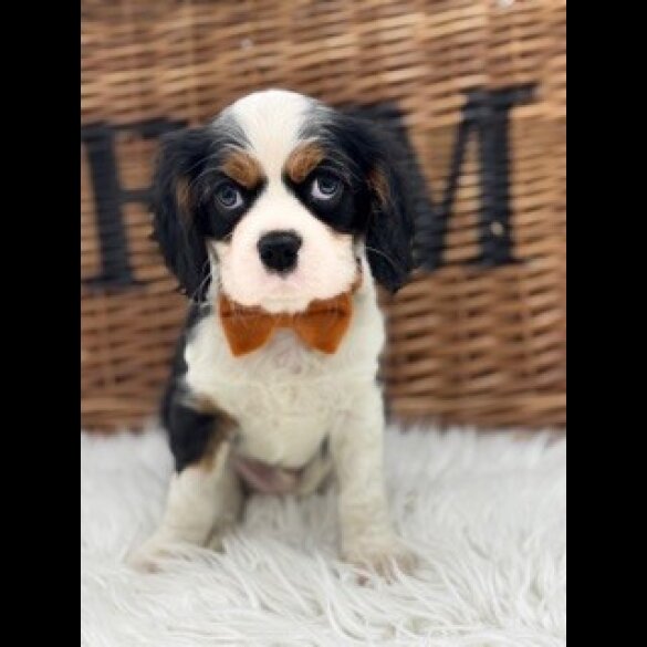 Cavalier King Charles Spaniel