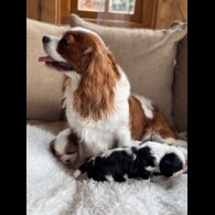 Cavalier King Charles Spaniel