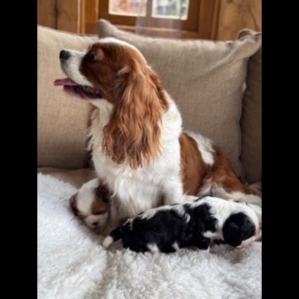 Cavalier King Charles Spaniel