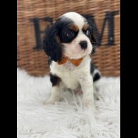 Cavalier King Charles Spaniel