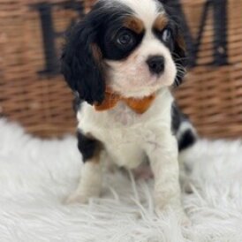 Cavalier King Charles Spaniel