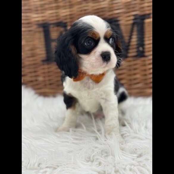 Cavalier King Charles Spaniel
