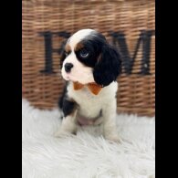 Cavalier King Charles Spaniel