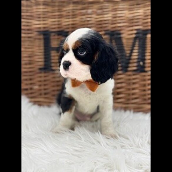 Cavalier King Charles Spaniel