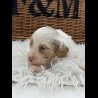 Cavapoo