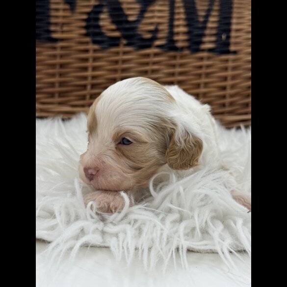 Cavapoo