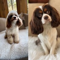 Cavapoo