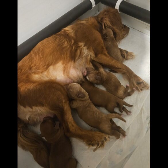 Cavapoo