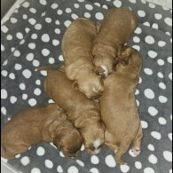 Cavapoo