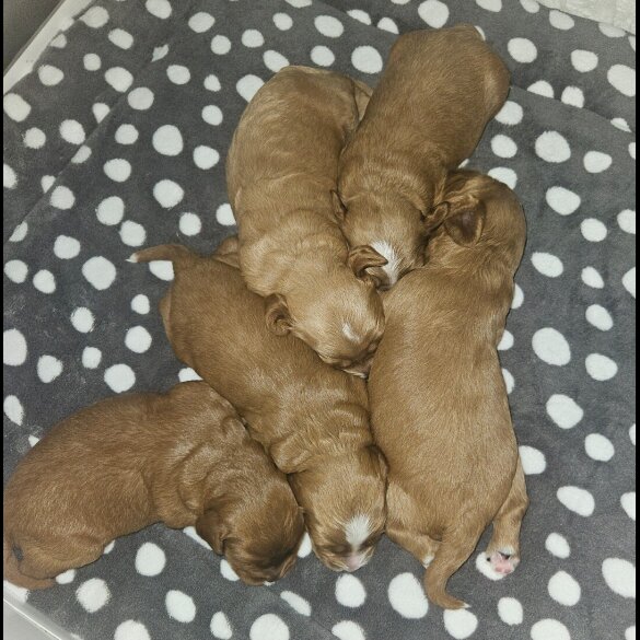 Cavapoo