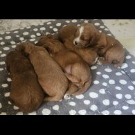 Cavapoo
