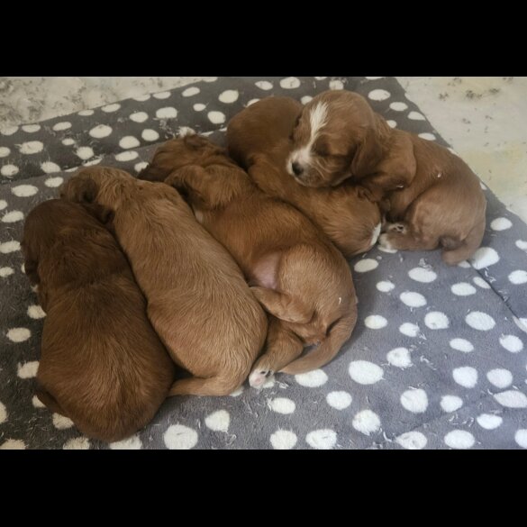 Cavapoo