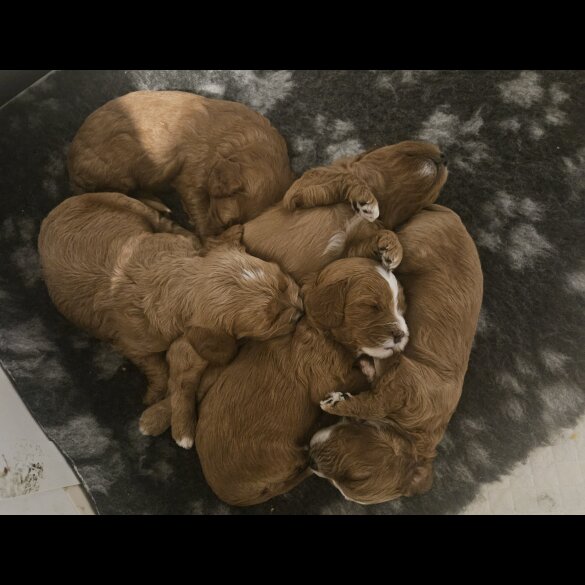 Cavapoo