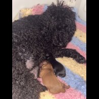 Cavapoo
