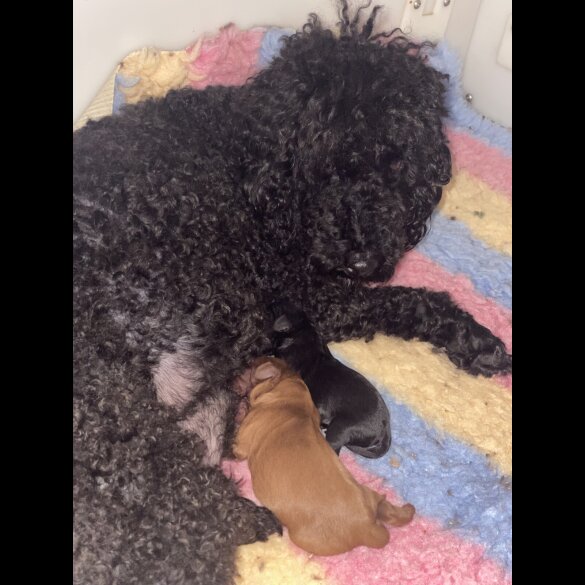 Cavapoo