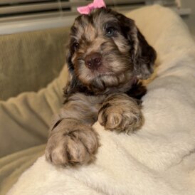 Cockapoo