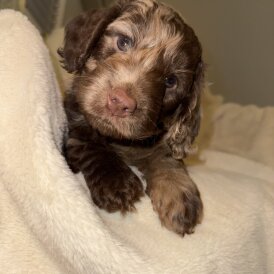 Cockapoo