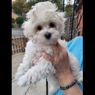 Maltipoo