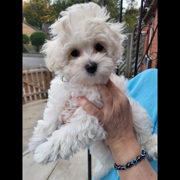 Maltipoo