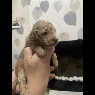 Cockapoo
