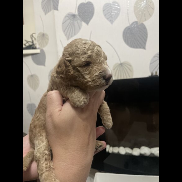 Cockapoo
