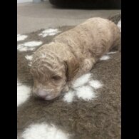 Cockapoo