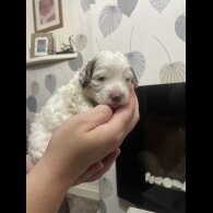 Cockapoo