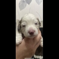 Cockapoo