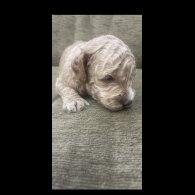 Cockapoo