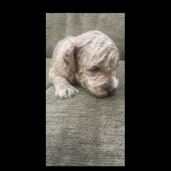 Cockapoo