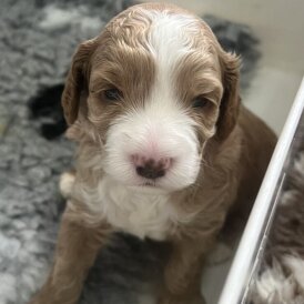 Cockapoo