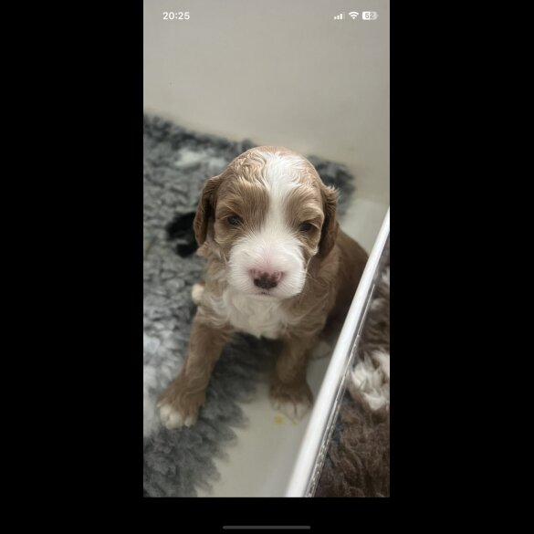 Cockapoo