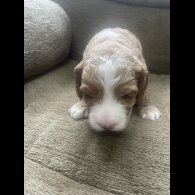 Cockapoo