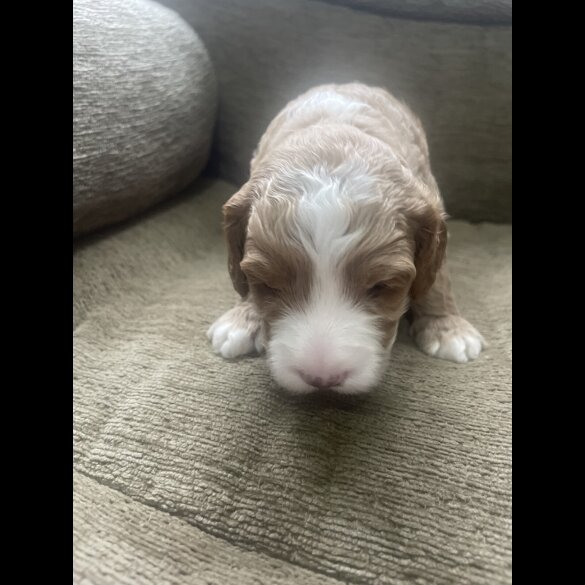 Cockapoo