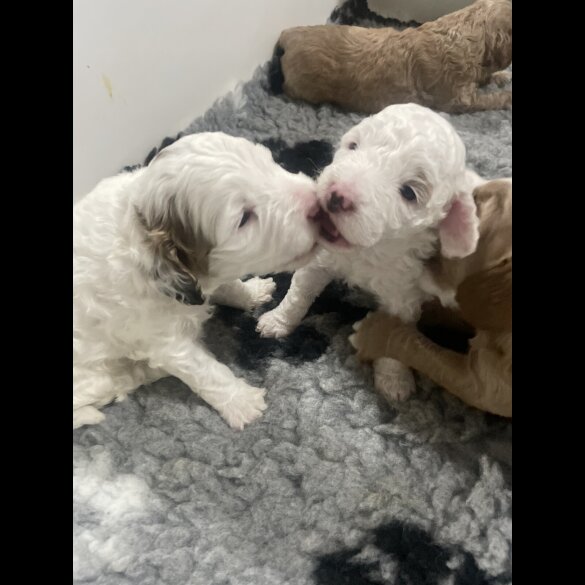 Cockapoo