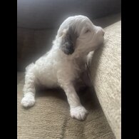 Cockapoo