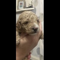 Cockapoo