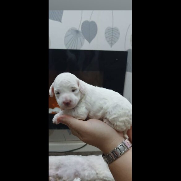 Cockapoo
