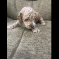 Cockapoo