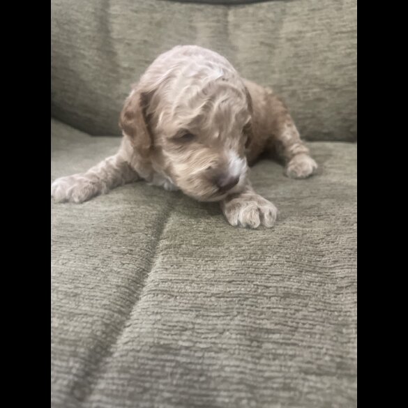 Cockapoo