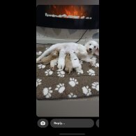 Cockapoo