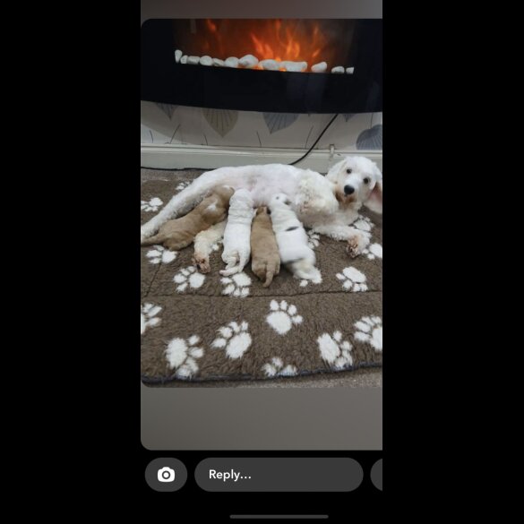 Cockapoo