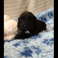 Cockapoo